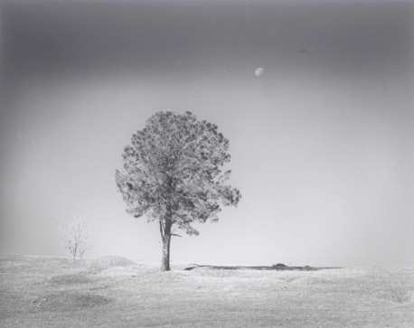 RICHARD YEE-017 Moon & Tree California